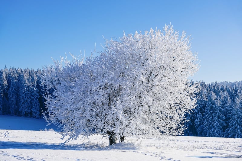 Winter Wonderland Decor